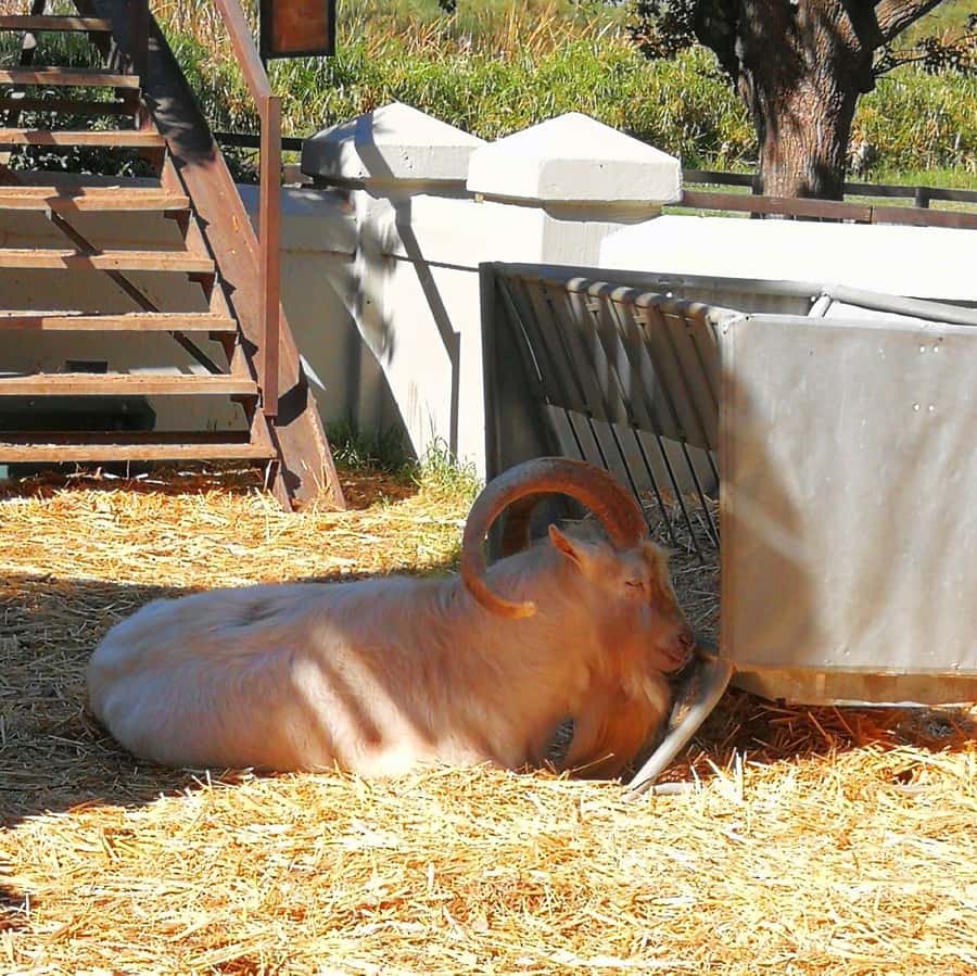 Cape Winelands Family Tour & Wildlife Encounter - The day at a glance