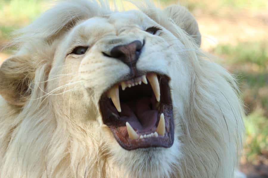 Cape Winelands Family Tour & Wildlife Encounter - Why this tour works for families