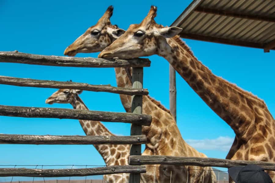 Cape Winelands Family Tour & Wildlife Encounter - Drakenstein Lion Park and the big-cat encounter