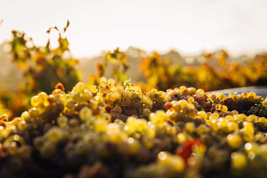 Cape Winelands Family Tour & Wildlife Encounter - Vergenoegd Löw, a calm finish with wine and views