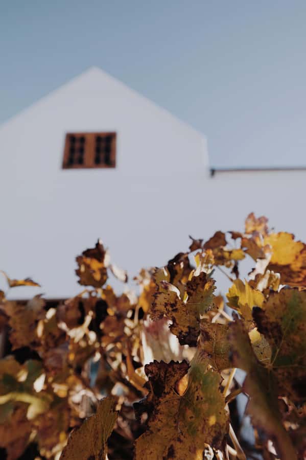 Cape Winelands Family Tour & Wildlife Encounter - What the $280 group price really covers