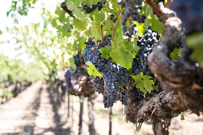 Cape Winelands shared day tour from Cape Town to Stellenbosch and Franschhoek - Fairview’s wine and cheese stop in Paarl