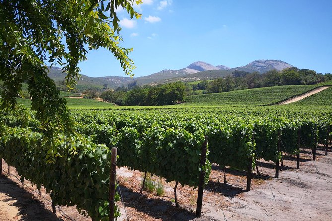 Cape Winelands Stellenbosch Franschhoek Paarl Tour from Cape Town - Who will get the most from this tour