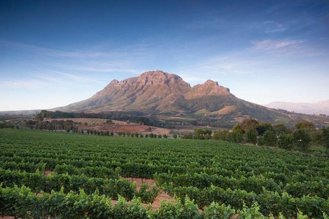 Cape Winelands Tour - Rust en Vrede is the calm wine stop