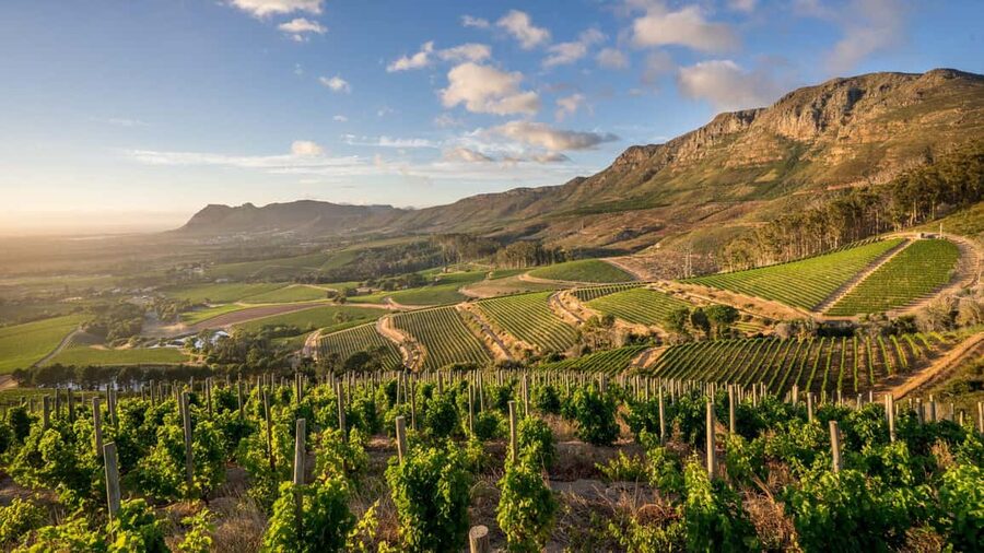 Capetown Private Wine Tour: Manor tour, cellar tour included - Who will enjoy this outing most