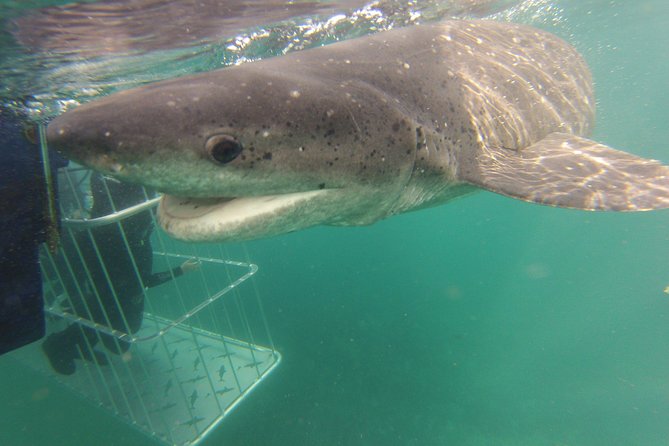 CapeTown: Shark Cage Diving Experience with Scuba - The ride to Seal Island and False Bay wildlife