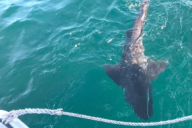 CapeTown: Shark Cage Diving Experience with Scuba - Cape Point options and seasonal great whites