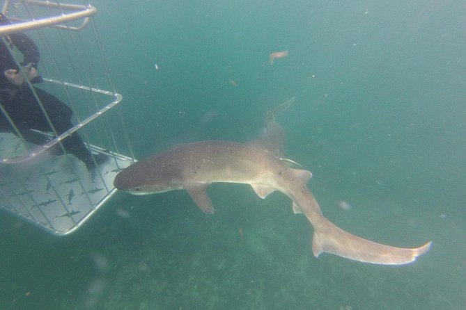 CapeTown: Shark Cage Diving Experience with Scuba - How the crew handles safety and uncertainty