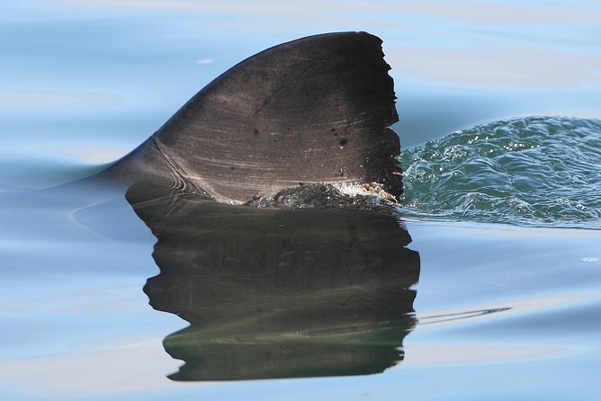 CapeTown: Shark Cage Diving Experience with Scuba - Who will get the most from this experience