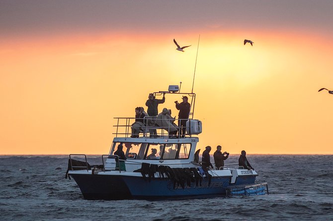 CapeTown: Shark Cage Diving Experience with Scuba - Meeting bronze whaler sharks below the surface