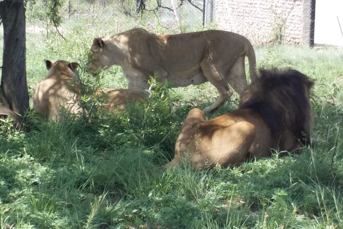 Captivating Safari Lion Park Experience (Half Day Guided Tour) - What happens during the two-hour safari drive