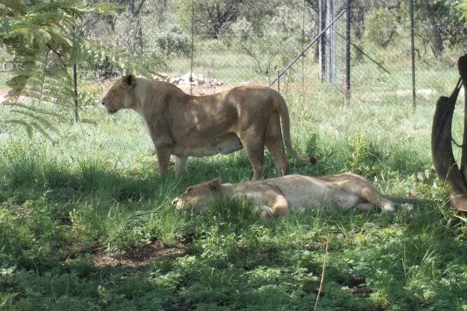 Captivating Safari Lion Park Experience (Half Day Guided Tour) - The park setting: reliable sightings, limited wilderness