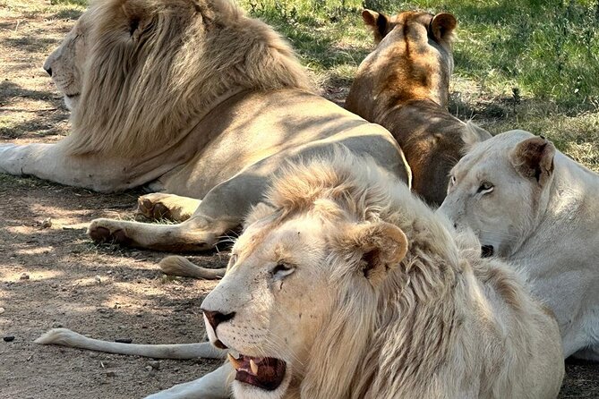 Captivating Safari Lion Park Experience (Half Day Guided Tour) - Photo opportunities from the safari vehicle