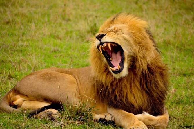 Captivating Safari Lion Park Experience (Half Day Guided Tour) - Who will enjoy this experience most?