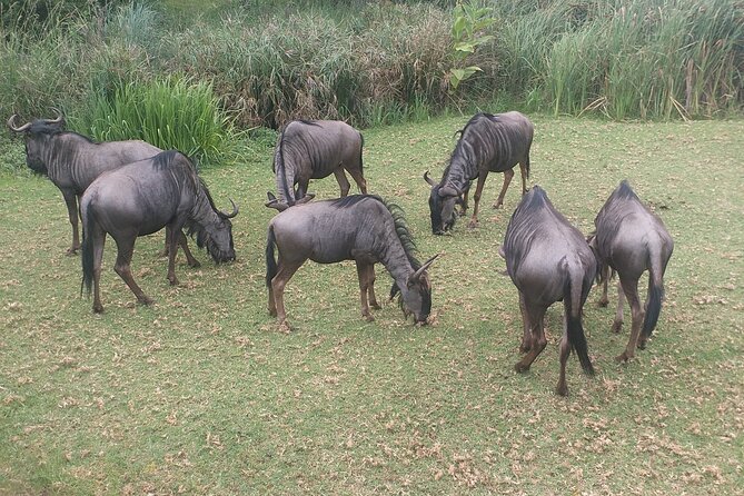 Captivating Safari Lion Park Experience (Half Day Guided Tour) - Why the guides matter so much