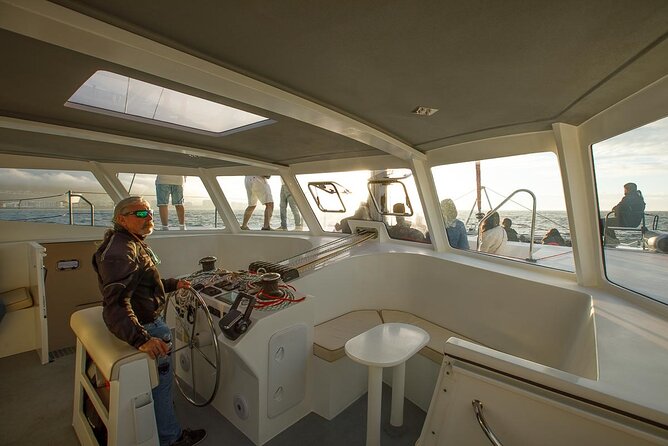 Catamaran Sunset Champagne Cruise Cape Town - Wildlife watching without false promises