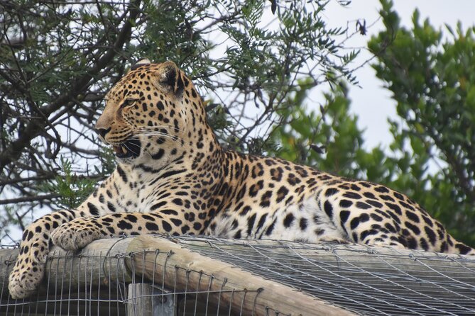 Cats in Conservation - Arriving at Tenikwa near Plettenberg Bay