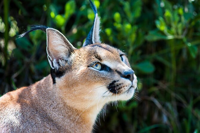 Cats in Conservation - Breakfast, lunch, and the value of a full day