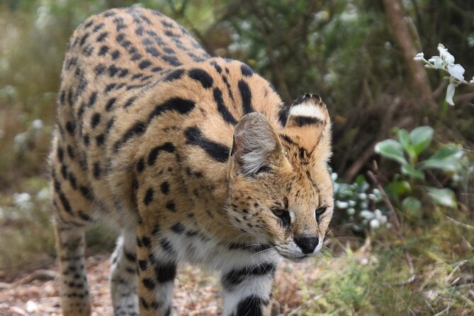 Cats in Conservation - A conservation lesson with real limits