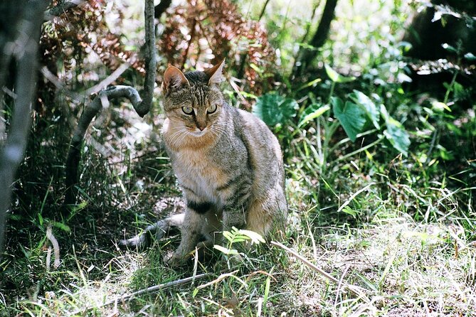 Cats in Conservation - Booking carefully for a non-refundable day