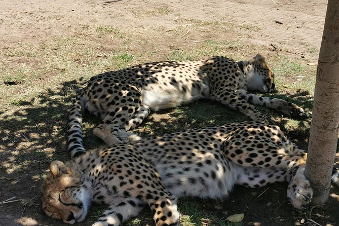 Cheetah Outreach Tour Somerset West, Gordon's Bay and Strand Beaches - Key points to know before booking