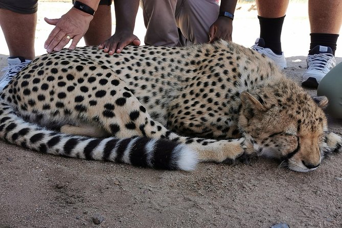 Cheetah Outreach Tour Somerset West, Gordon's Bay and Strand Beaches - Cheetah Outreach in Somerset West