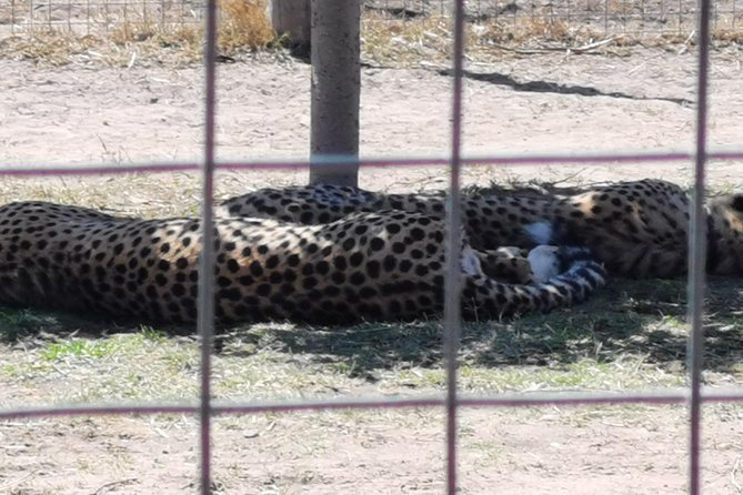 Cheetah Outreach Tour Somerset West, Gordon's Bay and Strand Beaches - Is $53.20 good value?