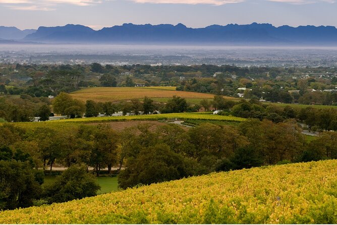 Constantia Hidden Gem Cycle Half Day - Private Tour - Why Constantia is such a good setting for a bike tour