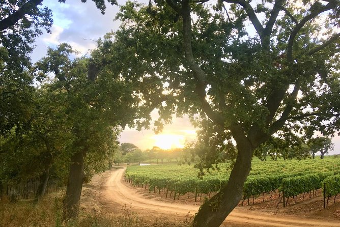 Constantia Hidden Gem Cycle Half Day - Private Tour - Wine estates that may shape the day
