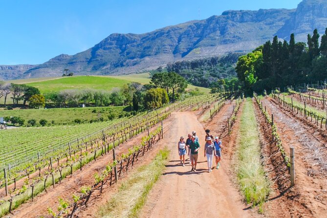 Constantia Wine Walk Storytelling Vineyard Tour with Lunch - Key points at a glance