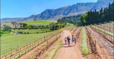 Constantia: Wine Walk with Lunch and Enchanting Stories