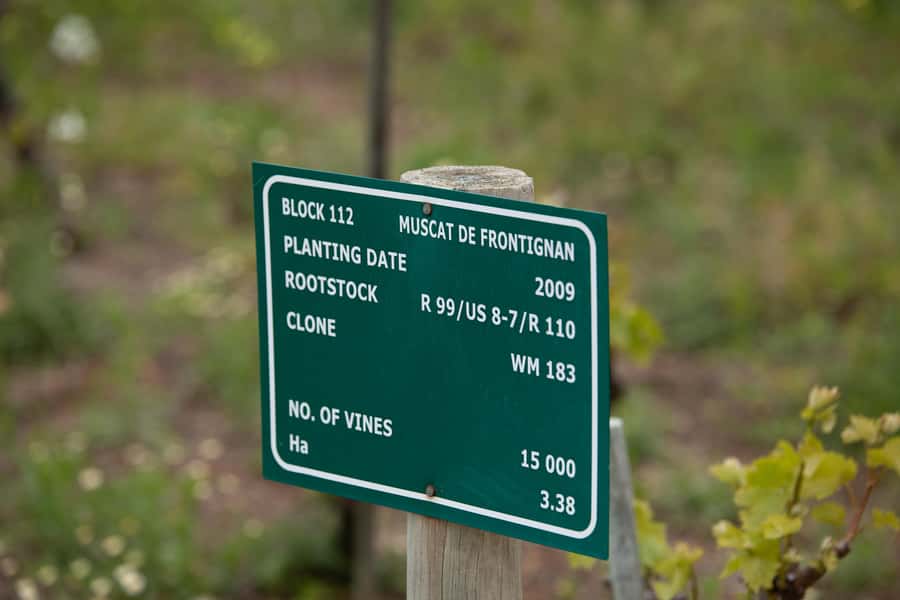 Constantia: Wine Walk with Lunch and Enchanting Stories - The one-hour walk to Klein Constantia