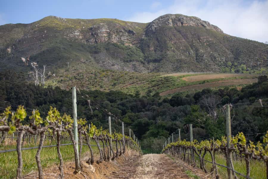 Constantia: Wine Walk with Lunch and Enchanting Stories - Lunch, tastings, and the value of $149
