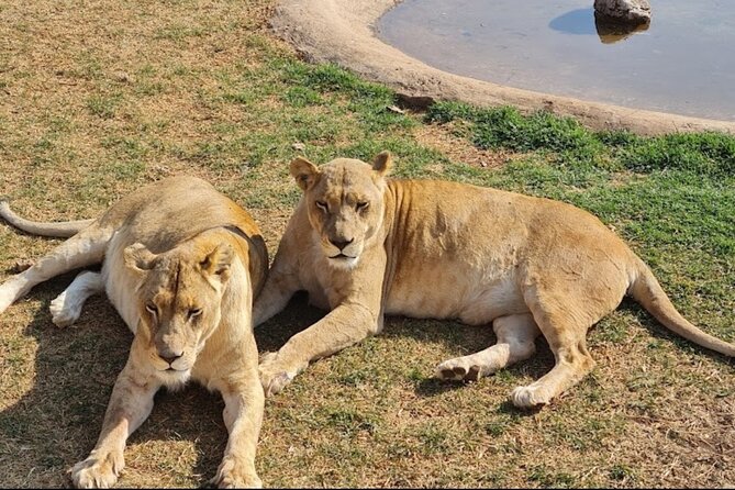Cradle of Human Kind & Lion & Rhino Park Tour Full day Tour Private - Moving from fossils to the Rhino and Lion Nature Reserve