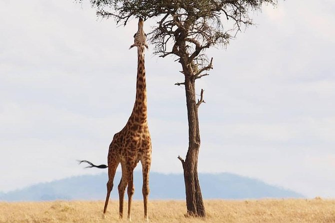 Cradle of Human Kind & Lion & Rhino Park Tour Full day Tour Private - What the private format changes