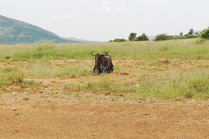 Cradle of Human Kind & Lion & Rhino Park Tour Full day Tour Private - How to prepare for the 8:00 a.m. start