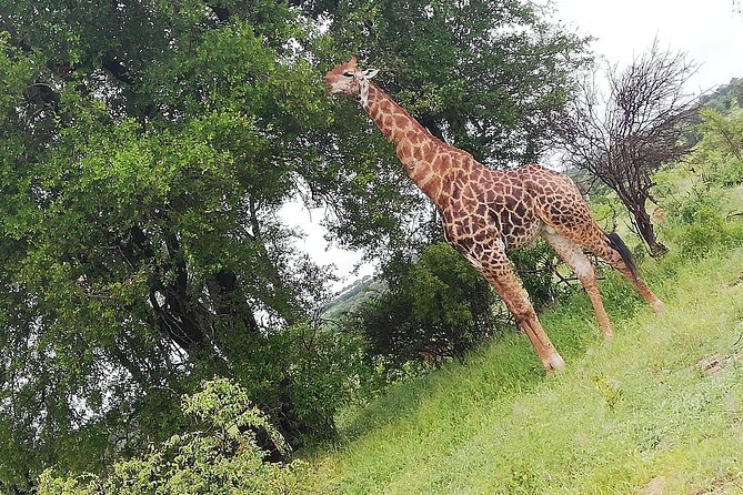Cradle of Human Kind & Lion & Rhino Park Tour Full day Tour Private - Who will enjoy this tour most?