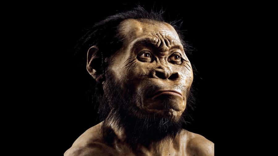 Cradle of Humankind and Sterkfontein Caves Half-Day Tour - Key points to know before booking
