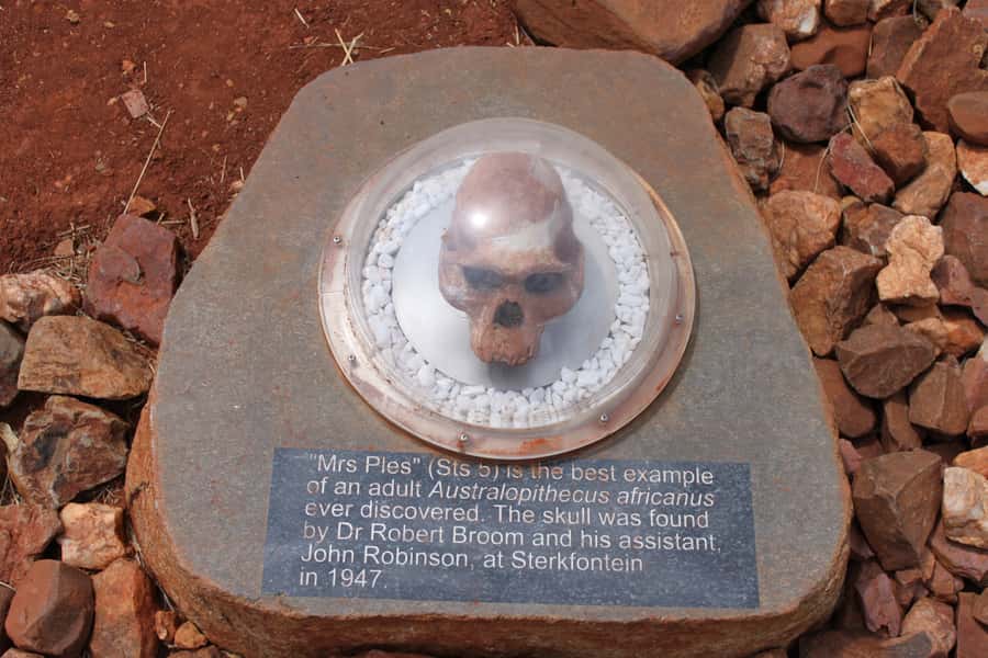 Cradle of Humankind and Sterkfontein Caves Half-Day Tour - Lunch near the Magaliesberg