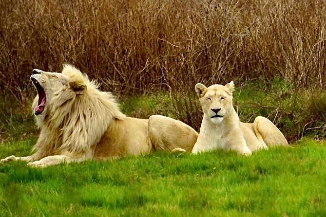 Cradle of Humankind, Caves or Maropeng, Rhino and Lion Park - A smart Johannesburg pairing for one full day