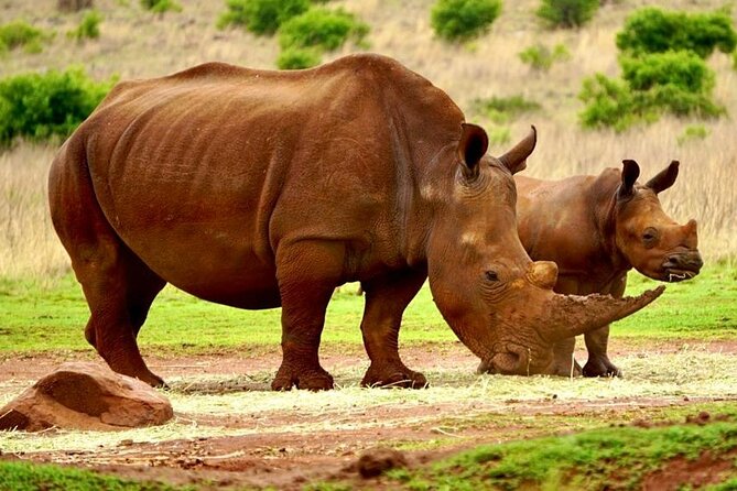 Cradle of Humankind, Caves or Maropeng, Rhino and Lion Park - Price, extra fees, and overall value