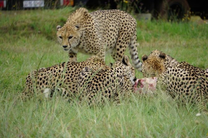 Cradle of Humankind, Caves or Maropeng, Rhino and Lion Park - Who will enjoy this combination most