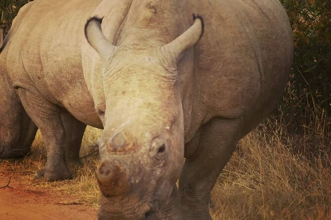 Cradle of Humankind, Caves or Maropeng, Rhino and Lion Park - FAQ