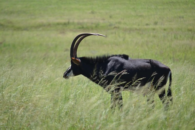 Cradle of Humankind Full Day Tour from Pretoria and Johannesburg - Why this Cradle of Humankind day works