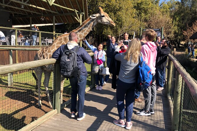 Cradle of Humankind Tour with Lion Safari from Johannesburg - The one-hour lion drive