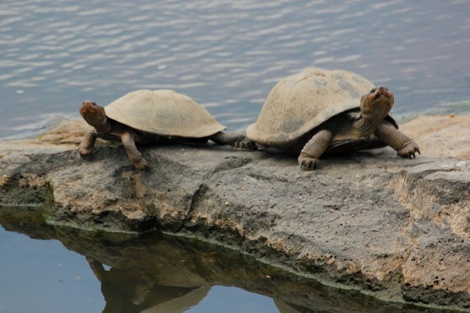 Cruise on Blyde Dam & Moholoholo Rehab Centre Day Tour from Hazyview - Who will enjoy this day most?