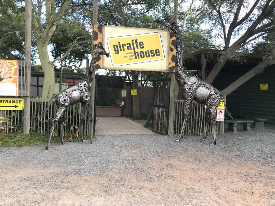 CT:Giraffe house-lions-leopard-tiger and WineTasting - A Stellenbosch wine stop with family appeal