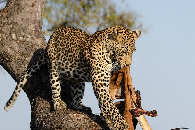 Daily Pilanesberg National Park Private Shuttle Services - Key points at a glance