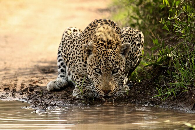 Daily Pilanesberg National Park Private Shuttle Services - A useful transfer from Gauteng to Sun City