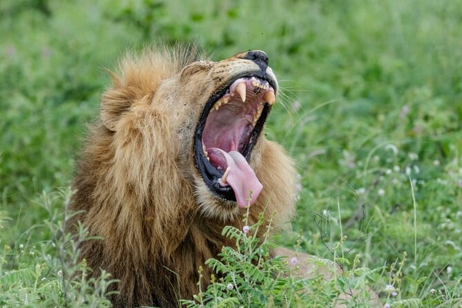 Daily Pilanesberg National Park Private Shuttle Services - Airport pickup and the one important warning